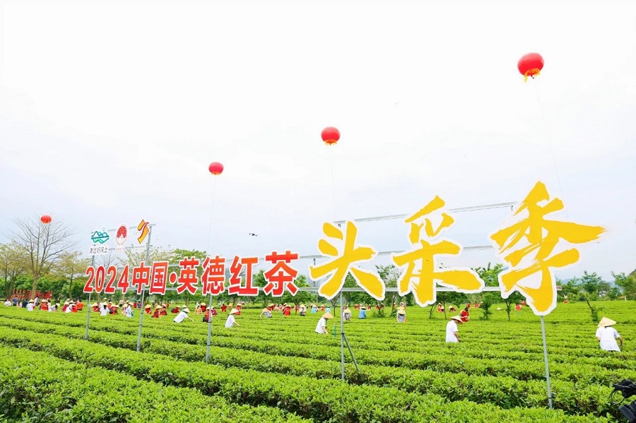 丝路对话委员会受邀参加2024第六届中国·英德红茶头采季开幕活动(图23)