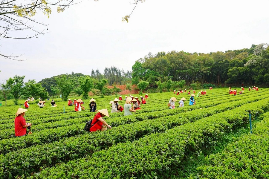 丝路对话委员会受邀参加2024第六届中国·英德红茶头采季开幕活动(图24)